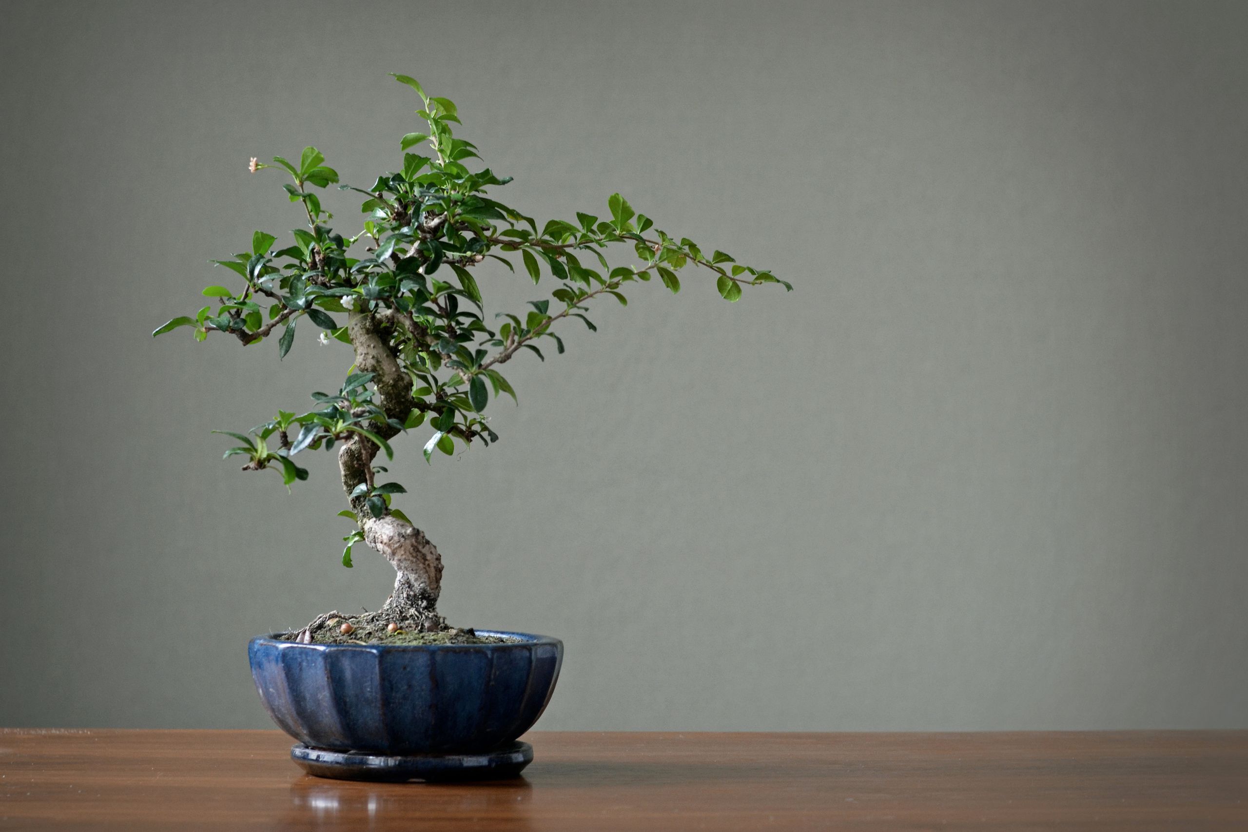 Feng Shui + Kaizen